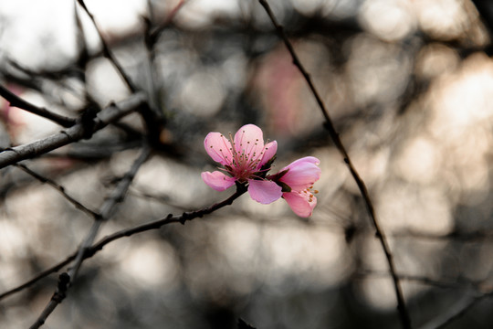 水墨風冷調(diào)桃花