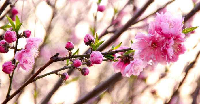 桃花源