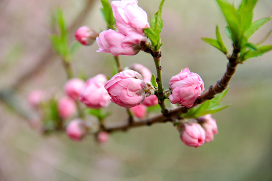 桃花花蕾醉春風