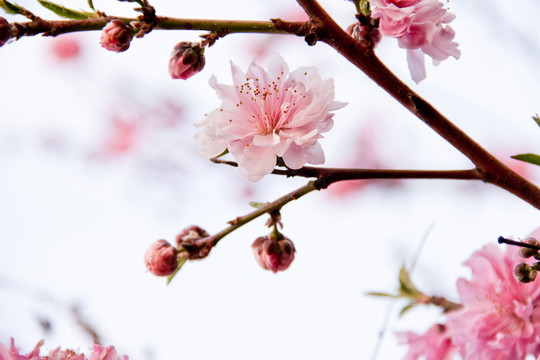 粉桃花春色高清