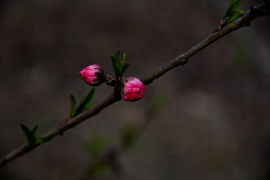 水墨風(fēng)冷調(diào)桃花花蕾