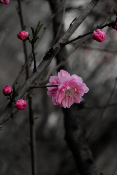 古拙水墨風(fēng)桃花攝影高清