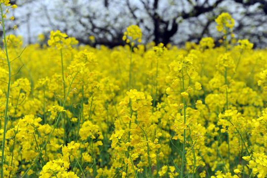 油菜花