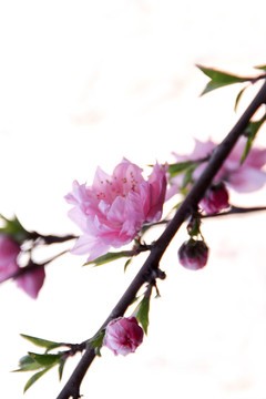 桃花笑春風(fēng)