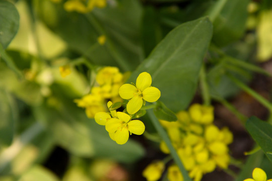 油菜花攝影特寫(xiě)
