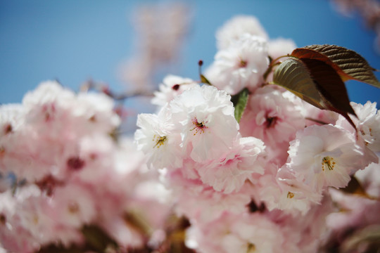 櫻花