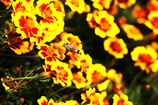 太陽花 蝴蝶彩花 黃邊紅花