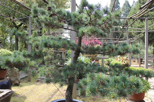 綠色的植物