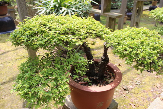 綠色的植物