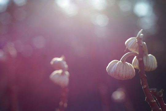 結(jié)香花