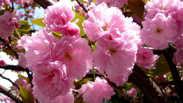 櫻花