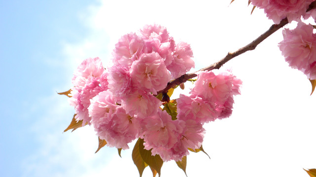 櫻花