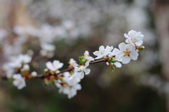梅花