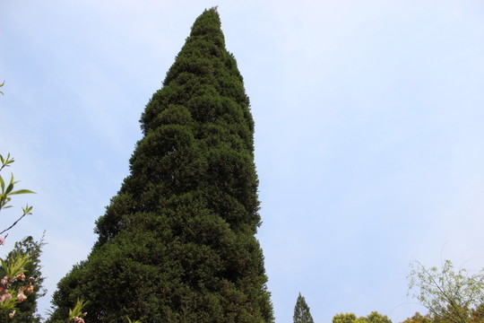 青松