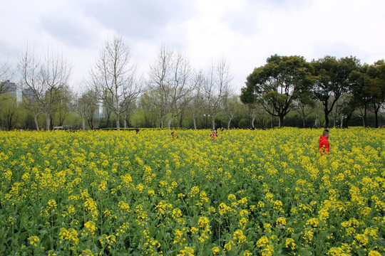 油菜花