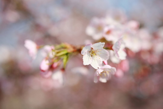 櫻花