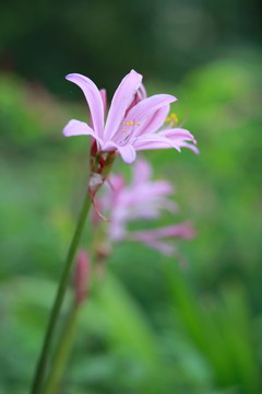 百合