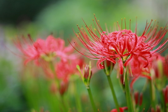 花卉