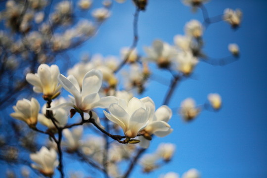 玉蘭花