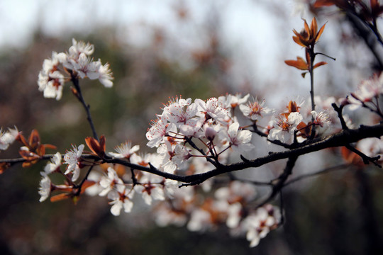 櫻花
