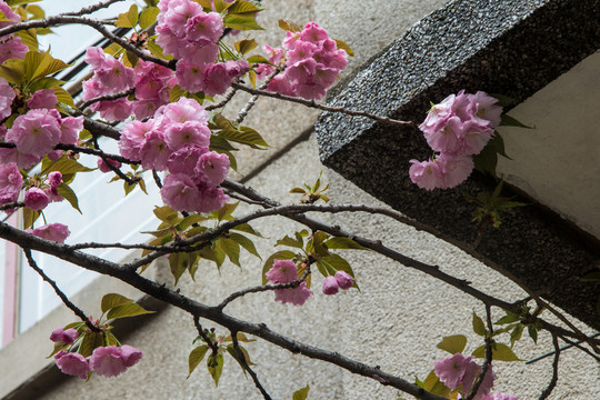 櫻花與建筑一角