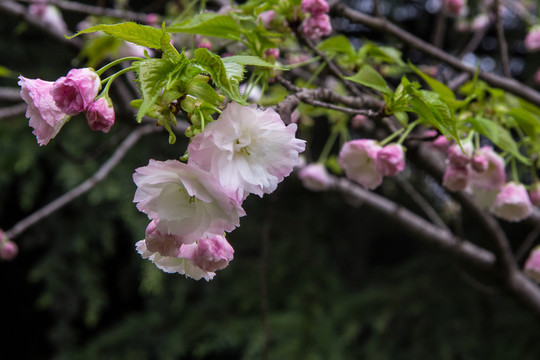 櫻花樹