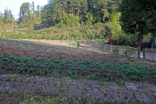 農(nóng)場(chǎng) 農(nóng)家菜園