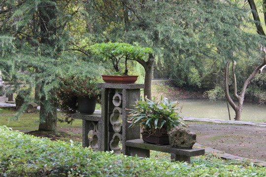 風(fēng)景樹(shù)