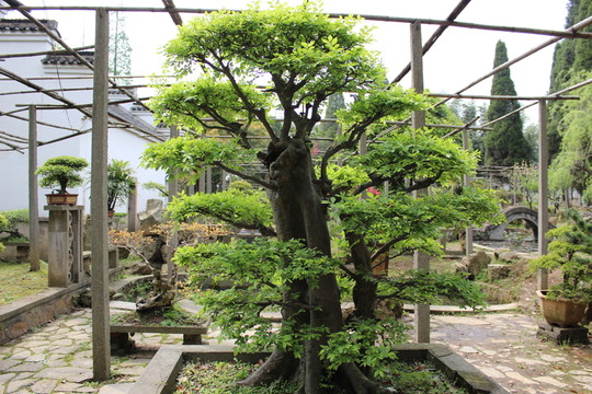 風景樹