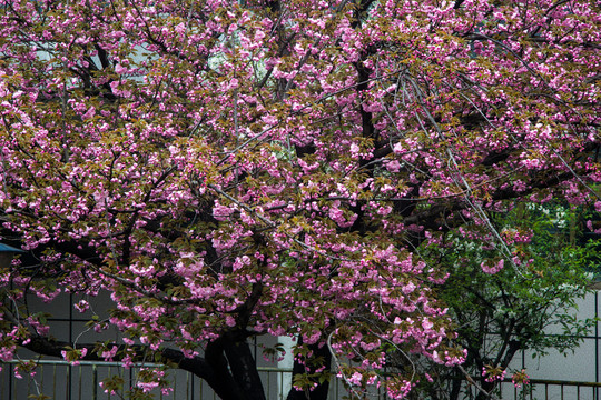 櫻花滿枝