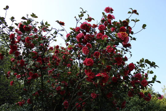 玫瑰花