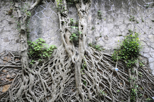 榕樹根