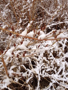 雪