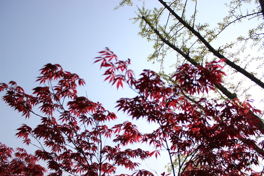 紅楓葉