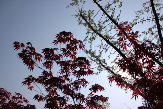 紅樹