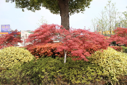 紅楓樹