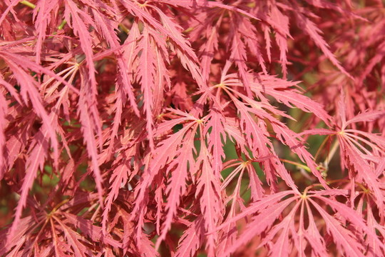 紅楓葉
