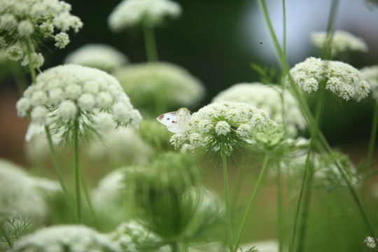 白色花