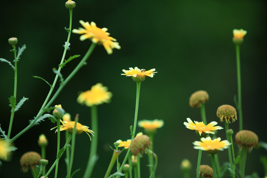 小黃花