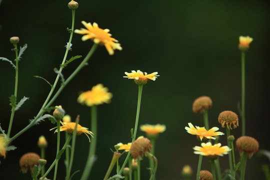 小黃花
