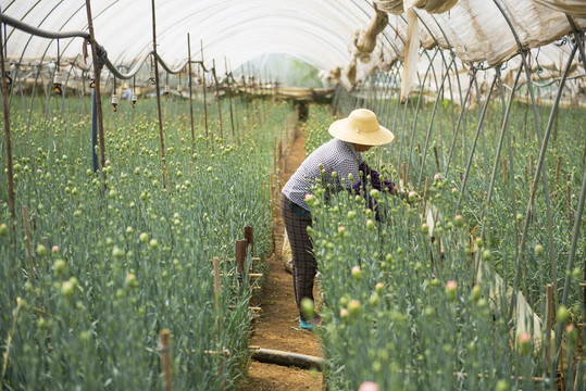 花卉種植大棚花農(nóng)