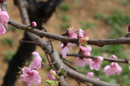 桃花樹