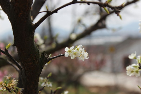 白色花