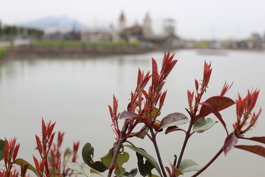 紅樹