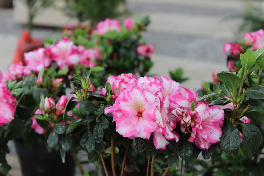 花木