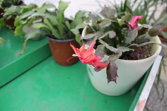 綠色植物
