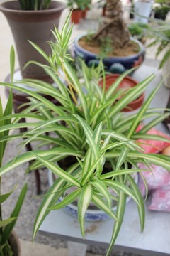 春天的花木