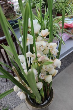 春天的花木
