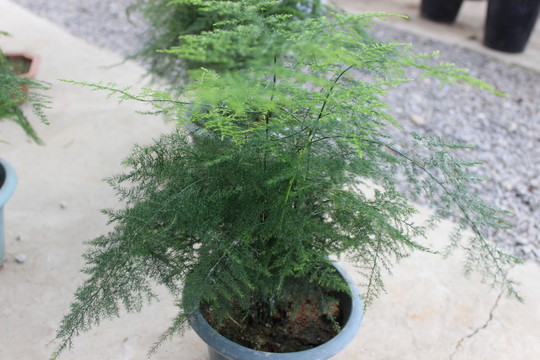 春天的花木