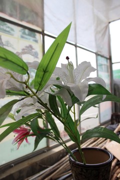 春天的花木